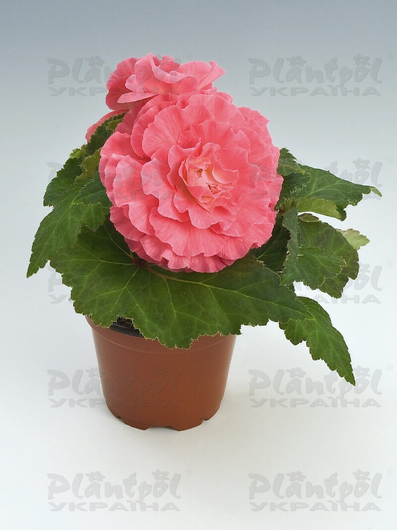 Бегонія Tuberhybrida Nonstop F1 Pink Shades
