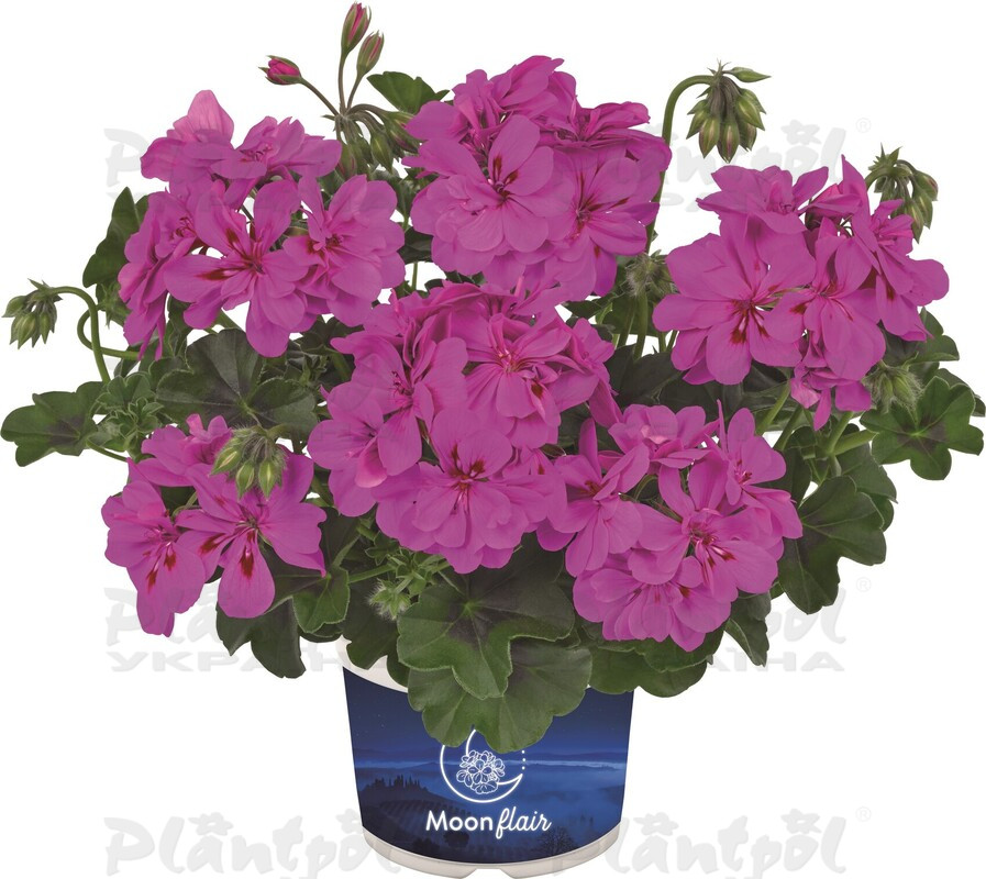 Пеларгонія ампельна Moonflair Amethyst