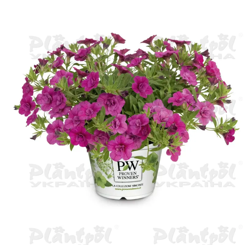 Фото 3