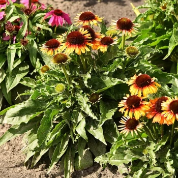 Фото 2