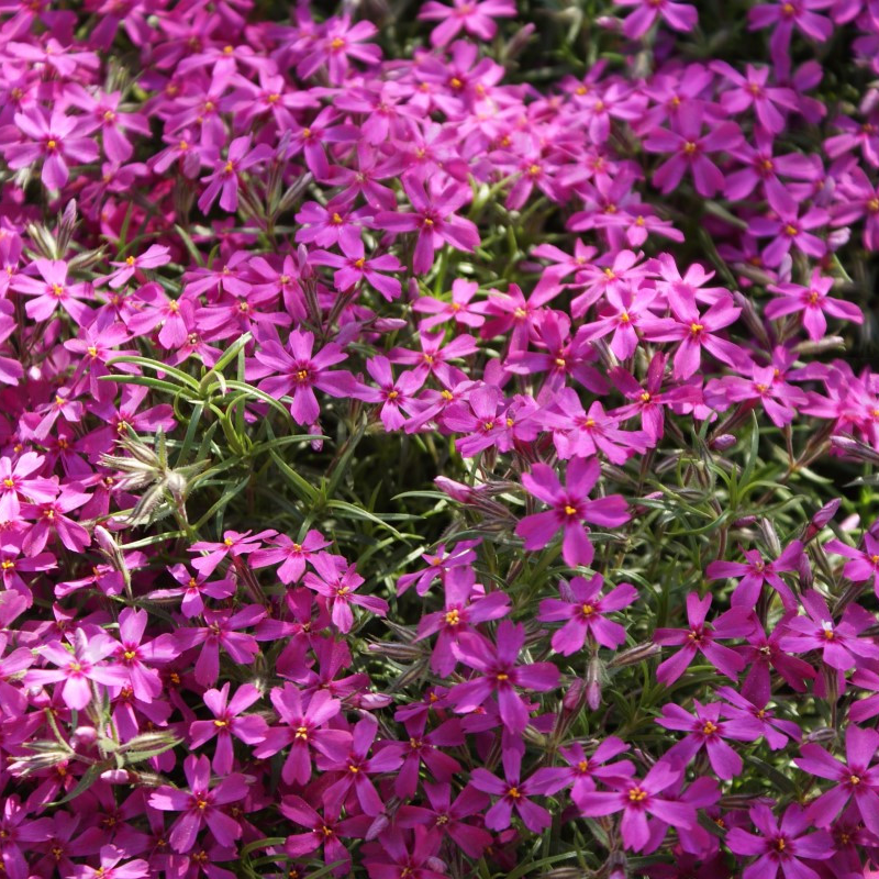 Флокс subulata Atropurpurea (Vitroflora)