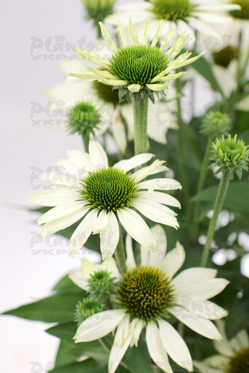 Ехінацея звичайна середня Kismet® White (84 палета/Witroflora)
