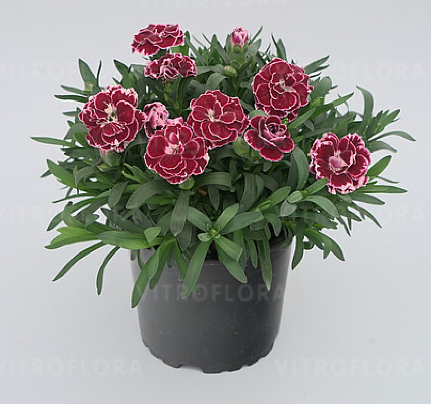 Гвоздика Oscar Burgundy White (Vitroflora)
