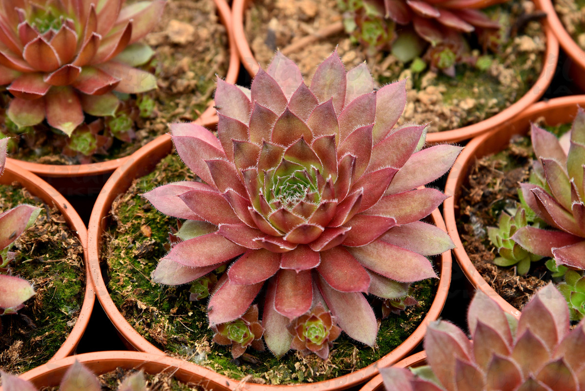 Семпервівум Draco (Vitroflora)