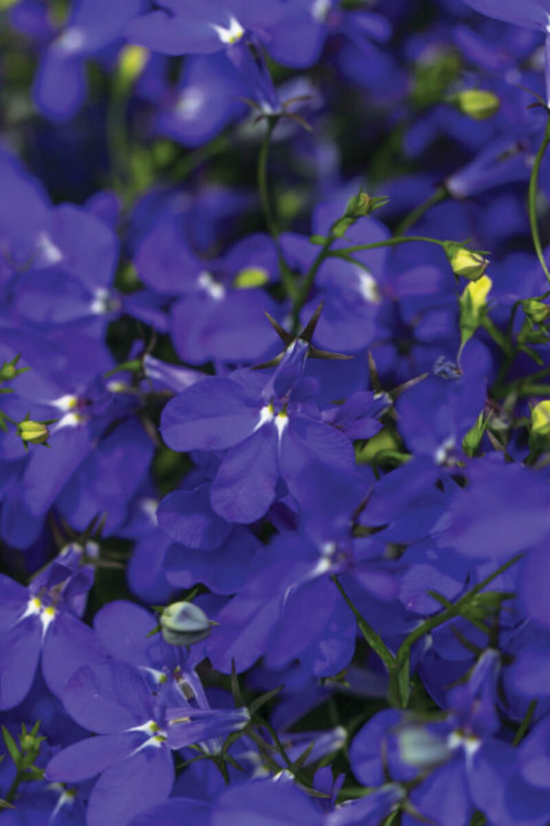 Лобелія Hot Royal Blue