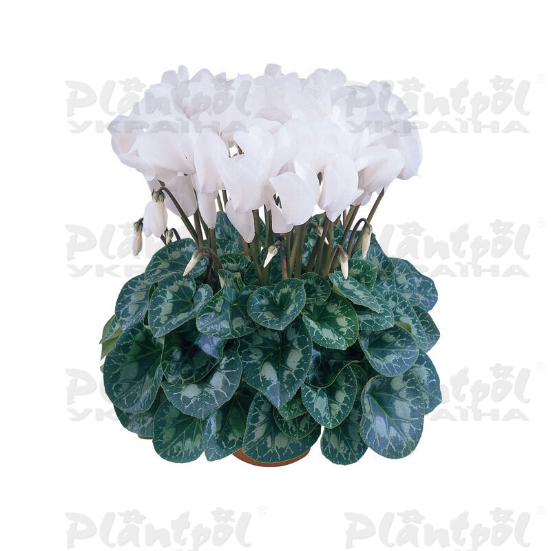 Цикламен Halios Dhiva Pure White