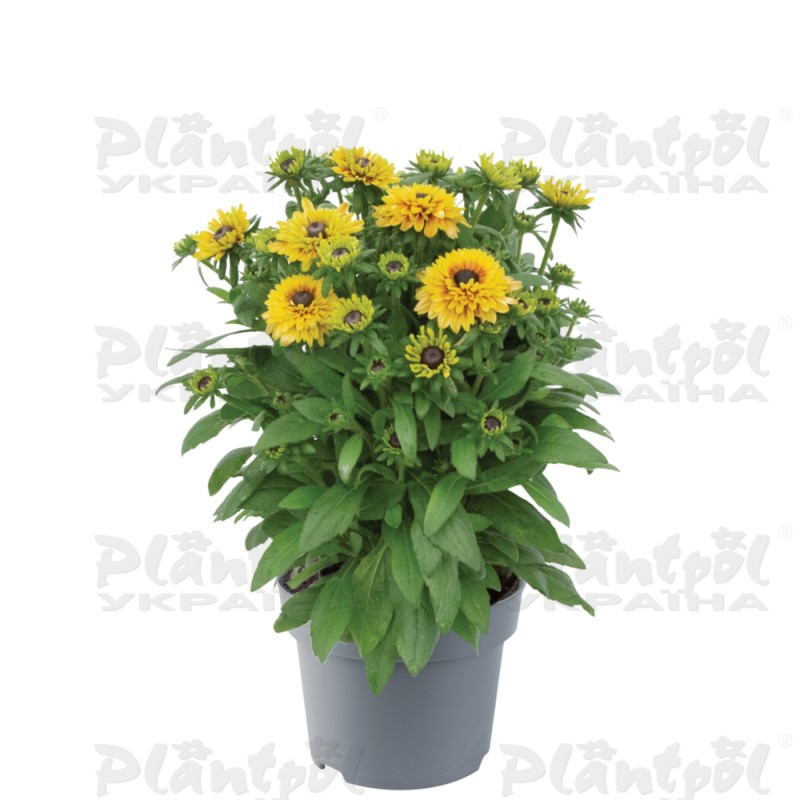 Рудбекія hirta Rudy Double Yellow Lemon (Florensis)