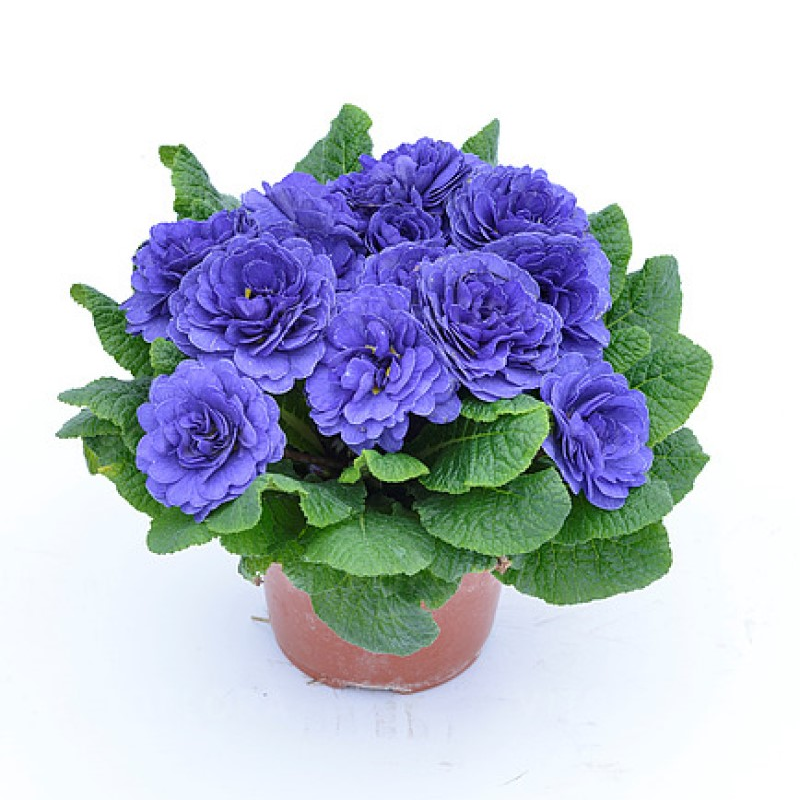 Примула Belarina Blue Champion