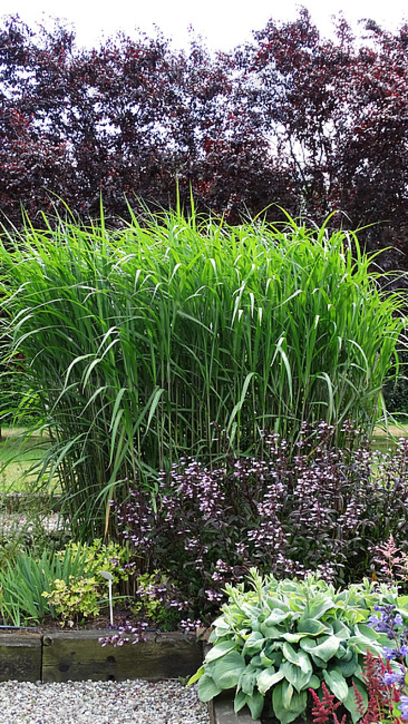 Міскантус giganteus (Vitroflora)
