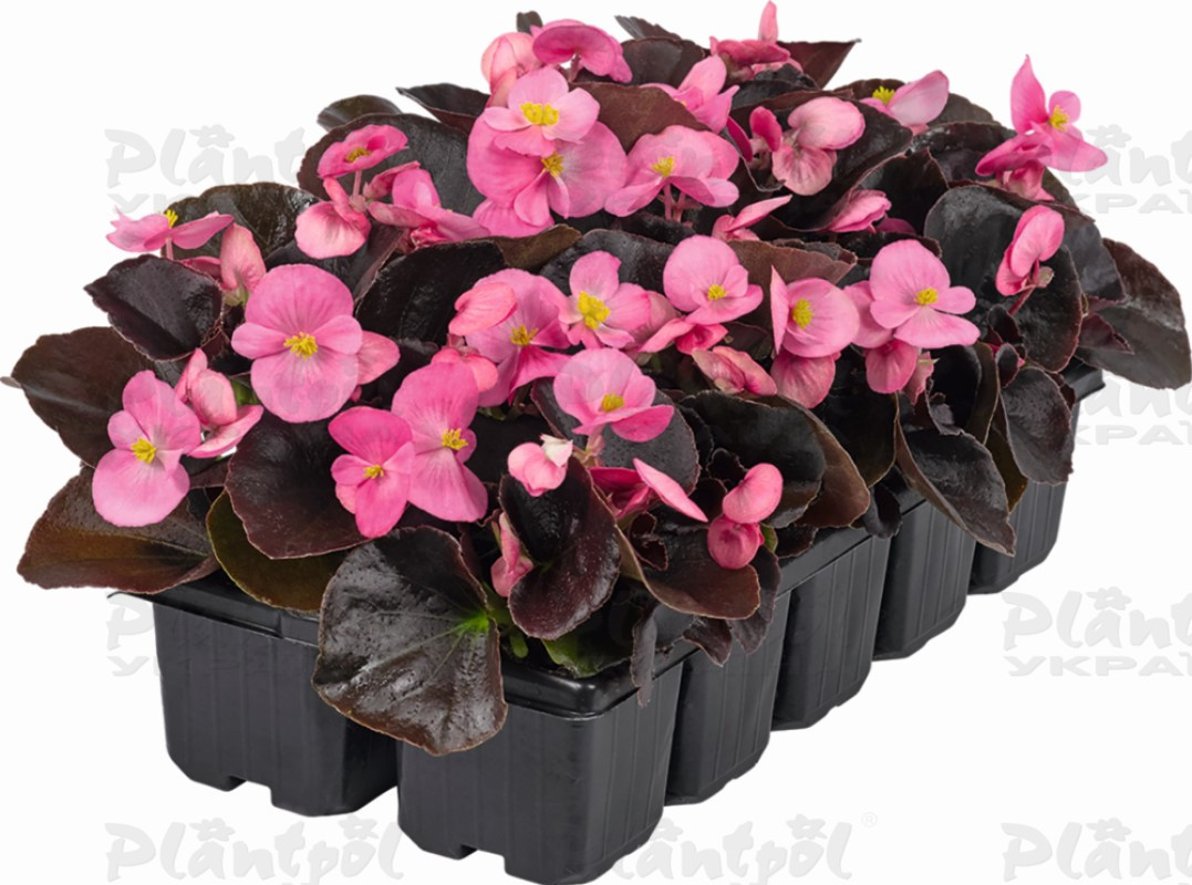 Бегонія Semperflorens New Globe F1 Rose