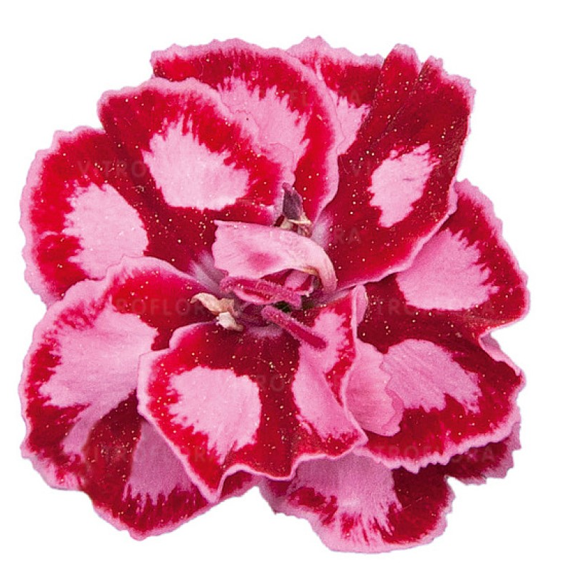 Гвоздика Diantica  Strawberry Cream