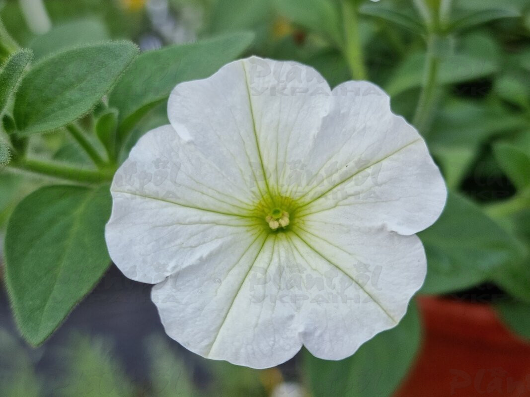 Петунія Veranda White