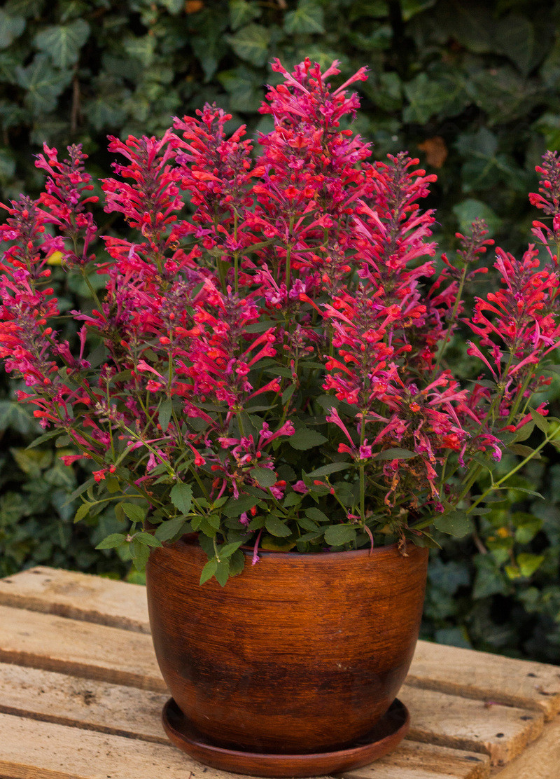 Агастахіс Kudos Coral (Vitroflora)