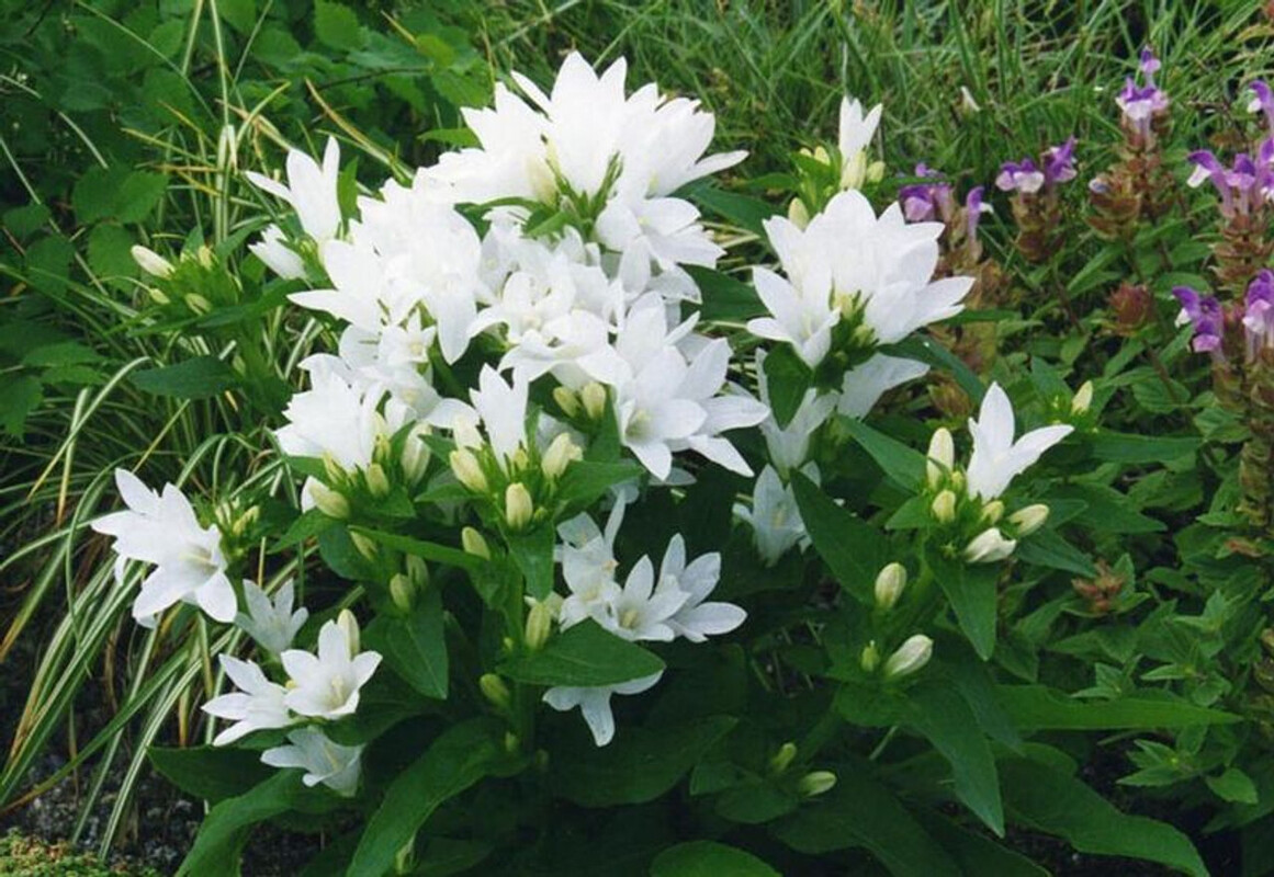 Кампанула glomerata Alba (288 палета/Florensis)