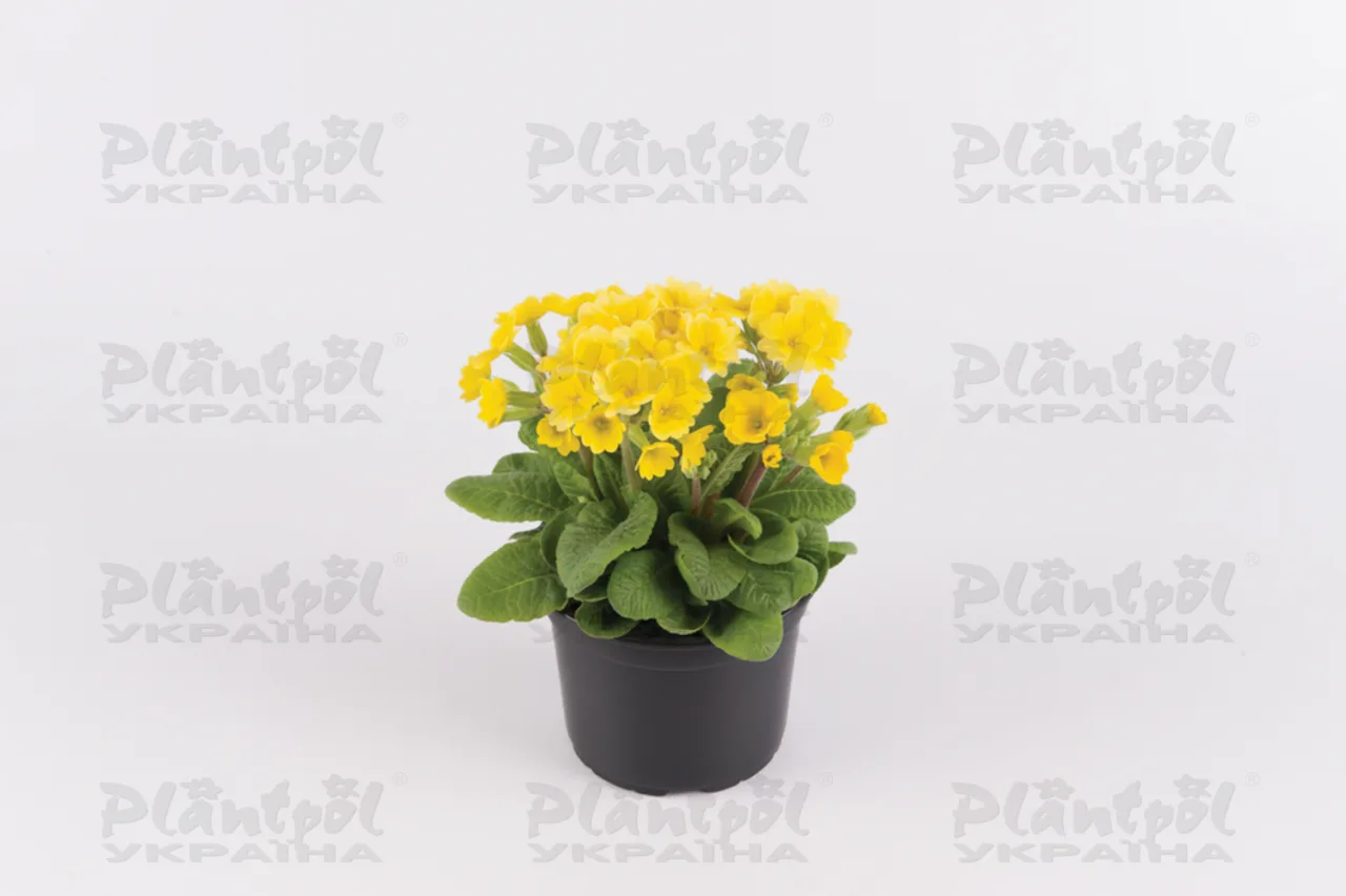Примула officionalis Lemon
