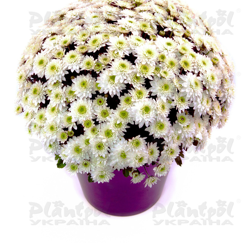 Хризантема дрібноквіткова горшкова Blanchett White