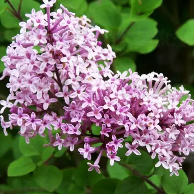 Бузок meyeri Flowerfesta Pink