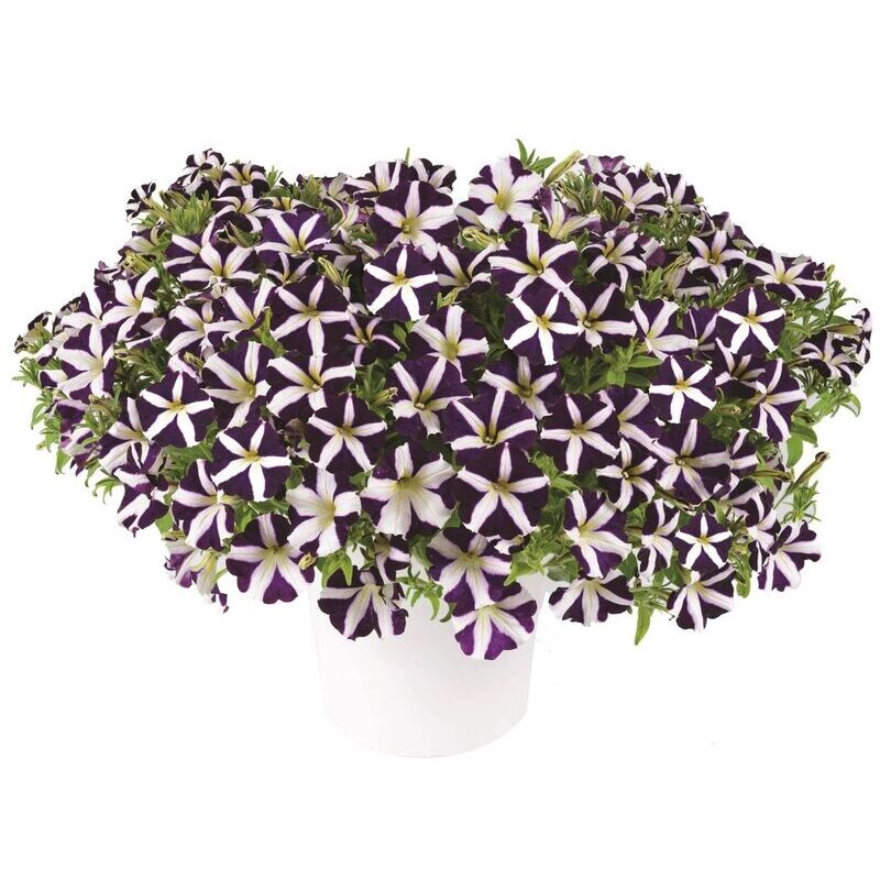 Петунія Amore Purple Heart