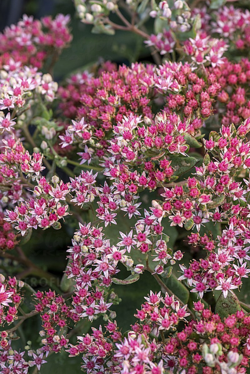 Седум чагарниковий Abby Dore (Vitroflora)