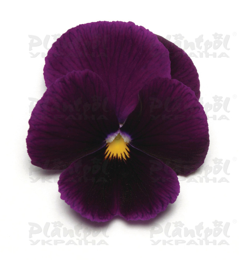 Віола wittrockiana Panola XP F1 Purple (288 палета/Florensis)
