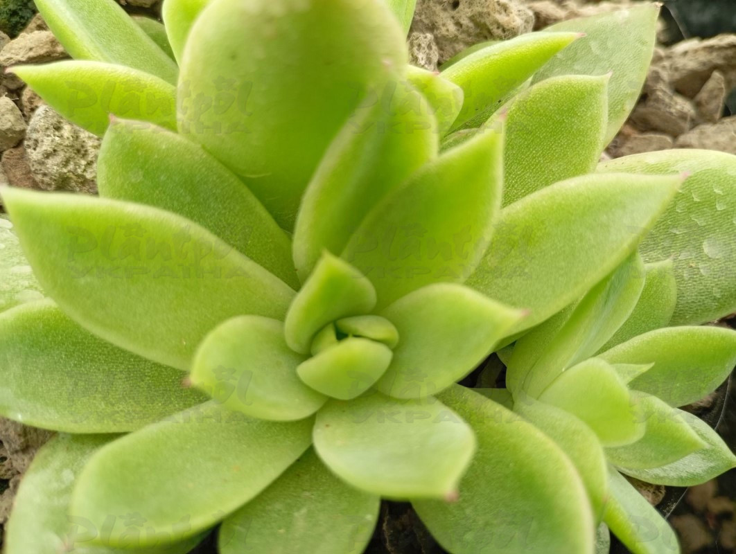 Ехеверія Agavoides