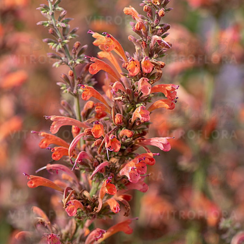 Агастахіс Fleur (Vitroflora)