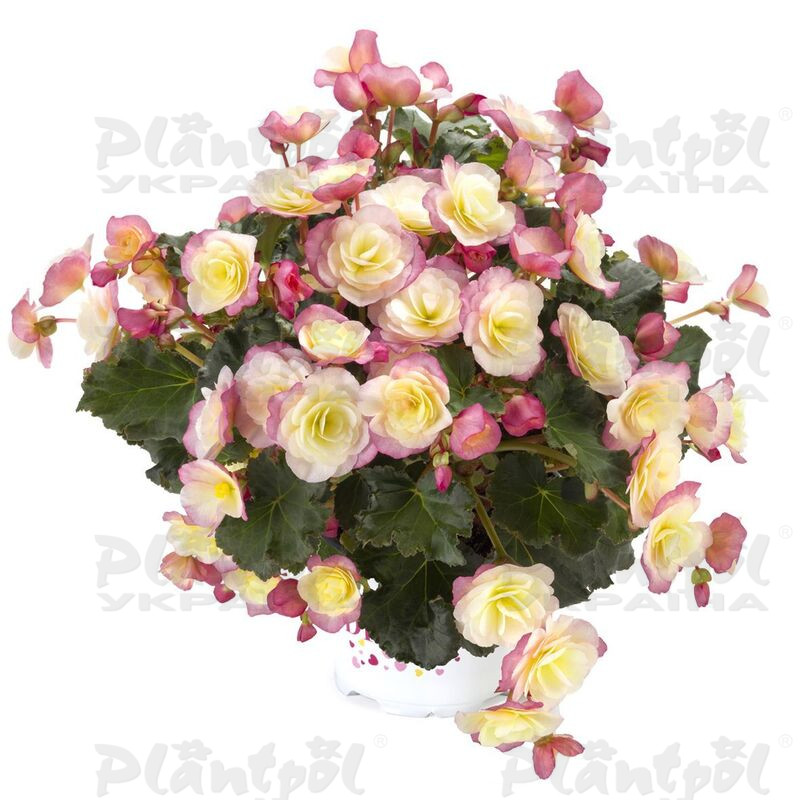 Бегонія Cottage Glory Bicolor