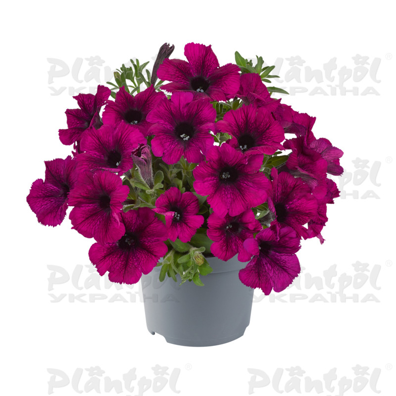 Петунія Go-Tunia Burgundy
