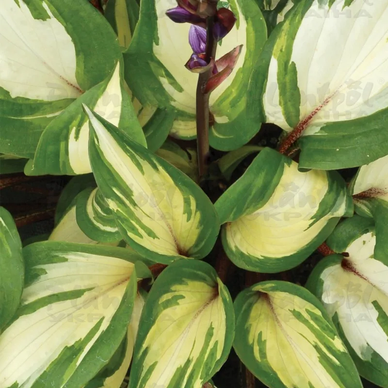 Фото 2