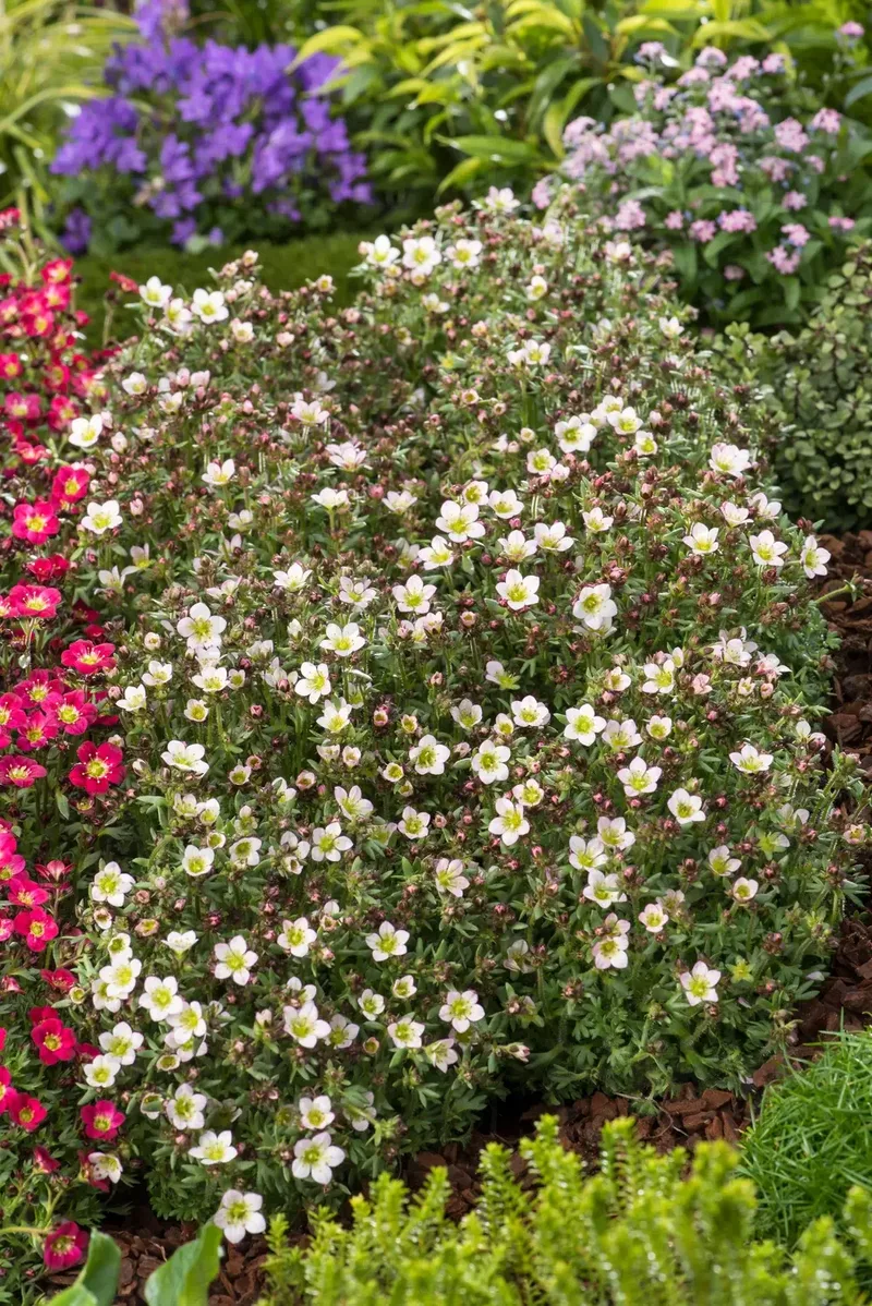 Саксіфрага Pixi Pan Appleblossom (Florensis)