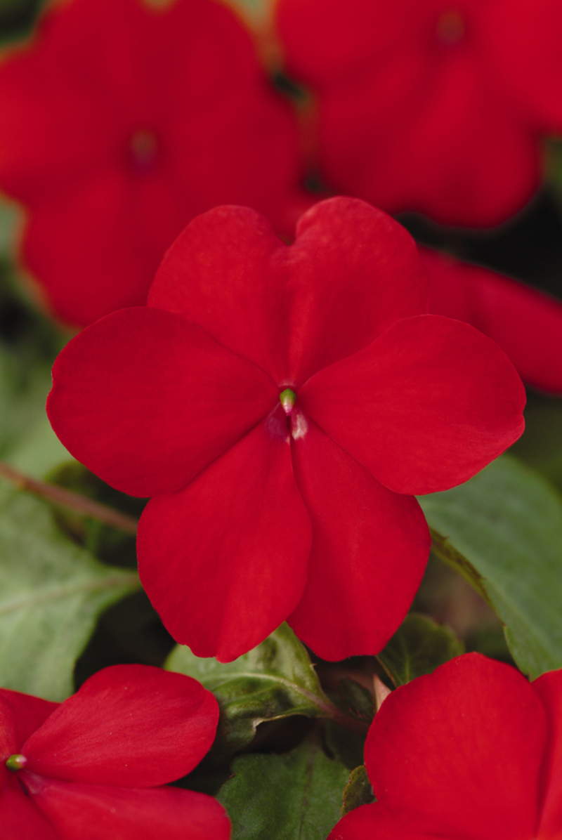Імпатієнс walleriana DeZire Red (510 палета/Florensis)