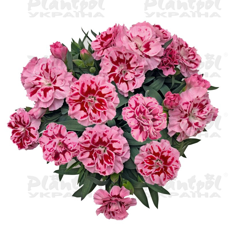 Гвоздика Oscar Pink Heart