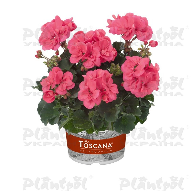 Пеларгонія зональна Dolce Vita Lisa Hot Coral