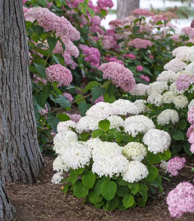 Гортензія Arborescens BellaRagazza Blanchetta (напівпродукт)