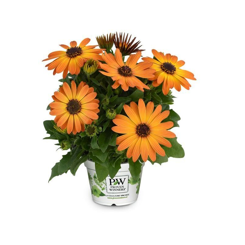 Остеоспермум SpringStar Mango