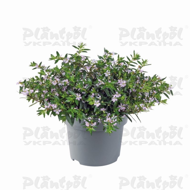 Куфея hyssopifolia Myrtis Lavender (128 палета/Florensis)