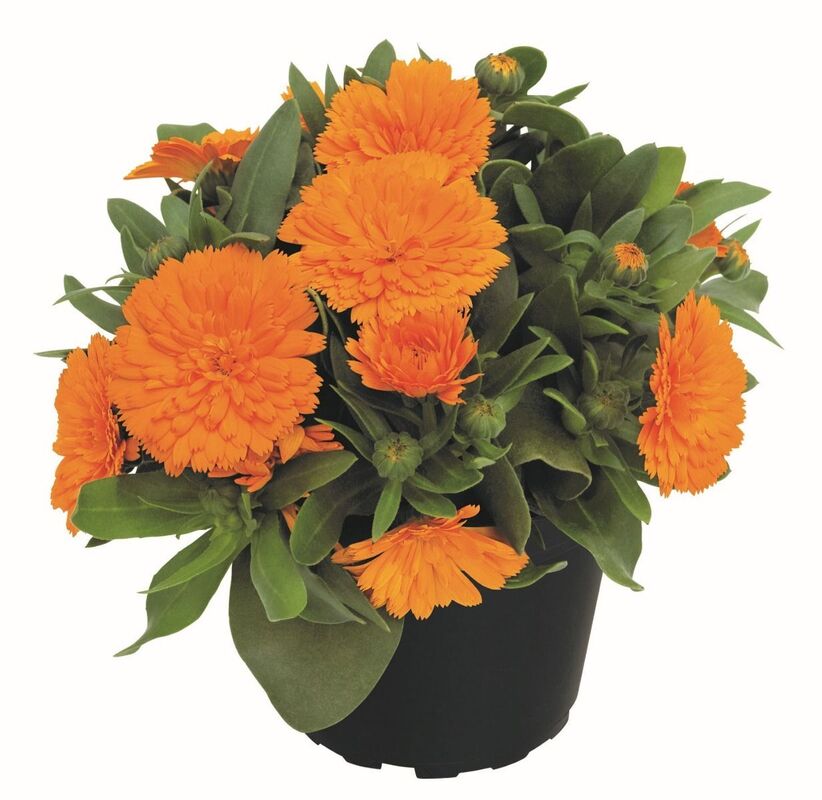 Календула PowerDaisy Tango