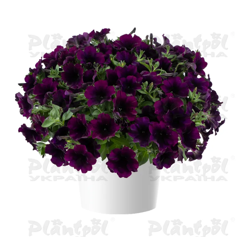 Петунія Capella Mulberry