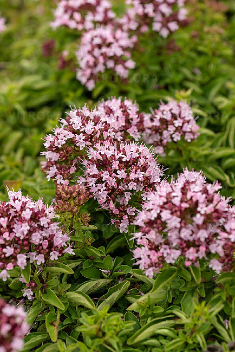 Ориганум Compactum (Vitroflora)