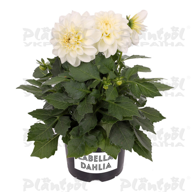 Жоржина Labella Medio White