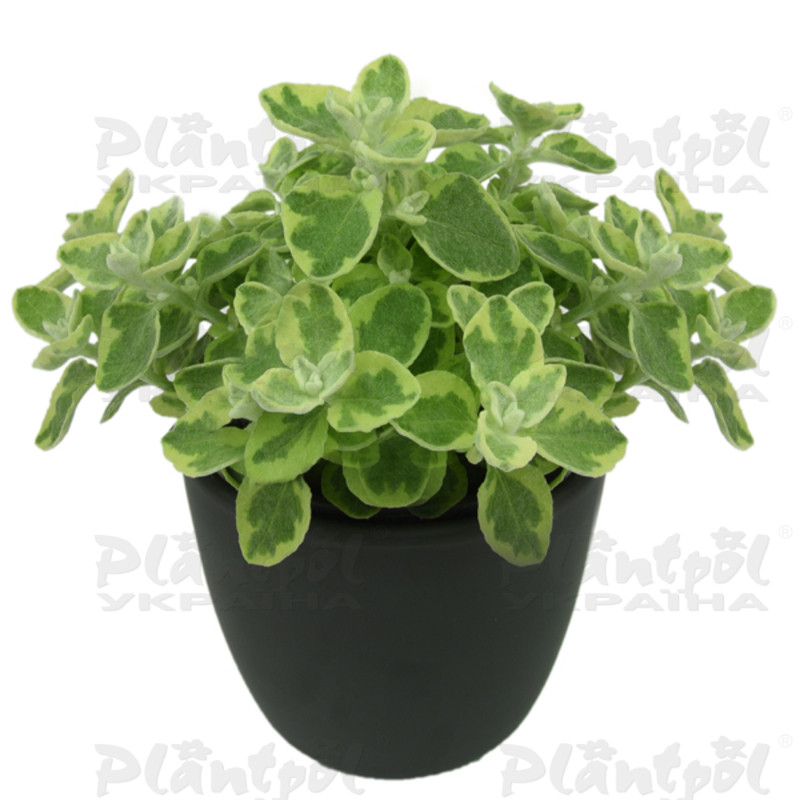 Геліхризум Variegata