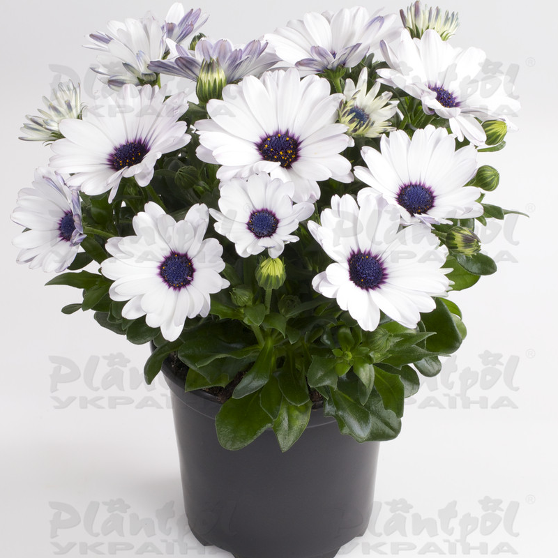 Остеоспермум Dalina Inez