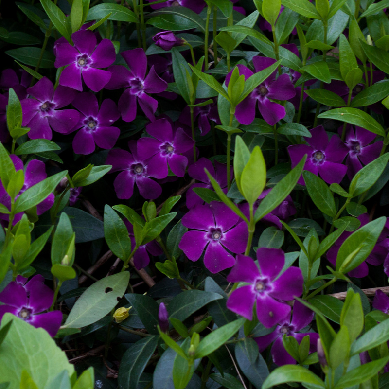 Барвінок (Vinca) minor Atropurpurea