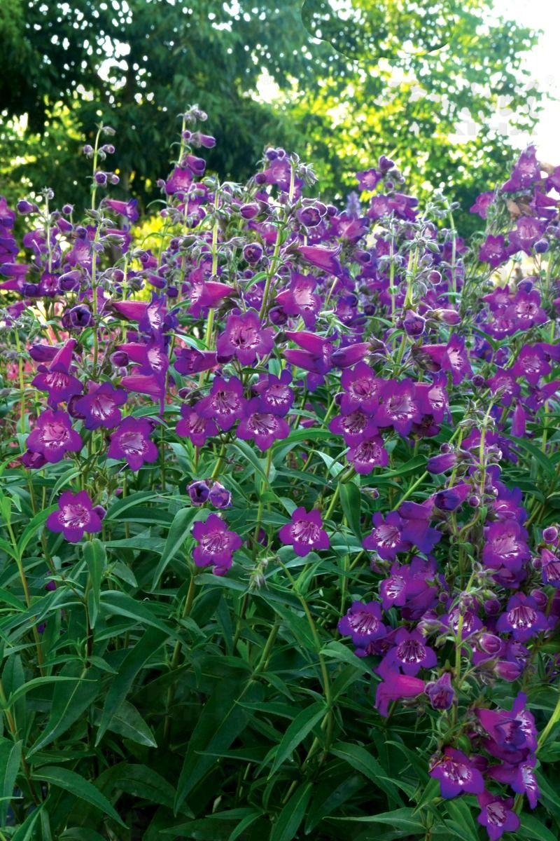 Пенстемон Cha Cha Purple (Plantpol)