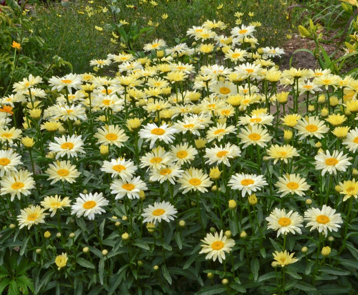 Леукантемум Banana Cream (Plantpol)