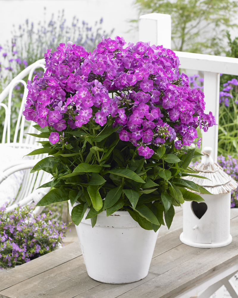 Флокс paniculata Famous Purple (128 палета/Florensis)