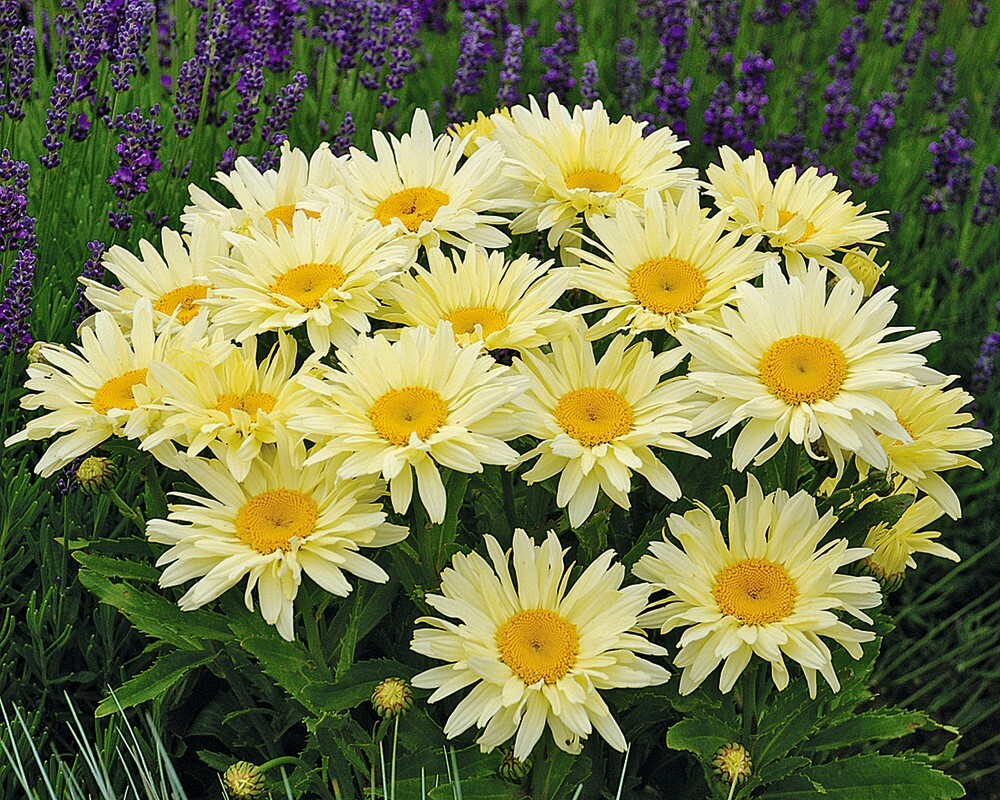 Леукантемум Banana Cream Yellow (128 палета/Florensis)
