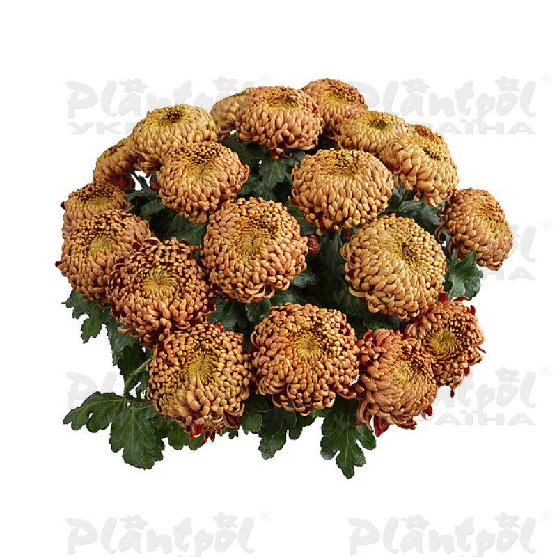 Хризантема великоквіткова горшкова Bafara (Vitroflora)