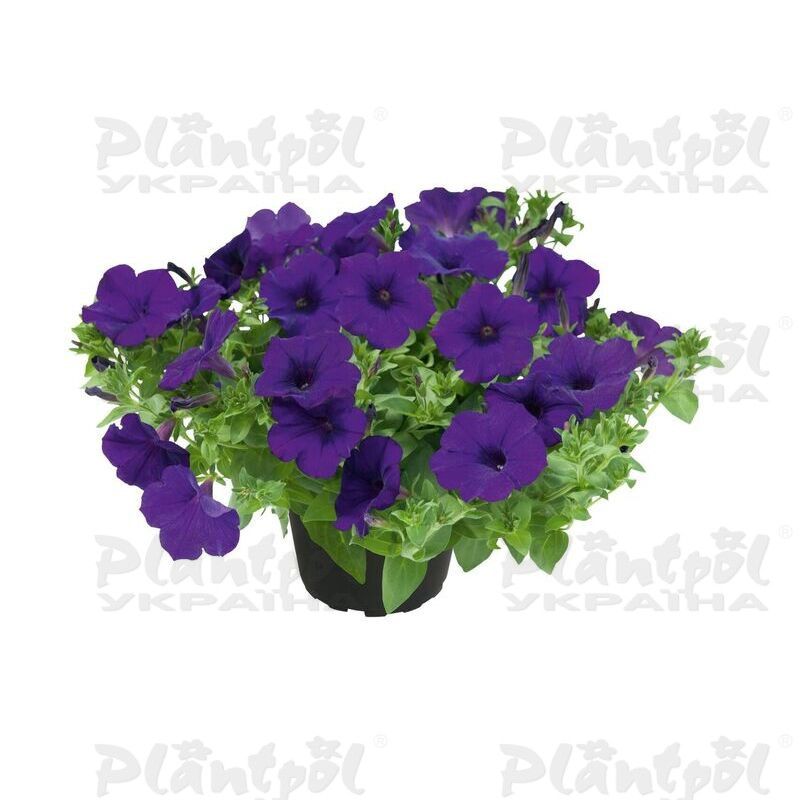 Петунія Kuyamba Lilac Blue