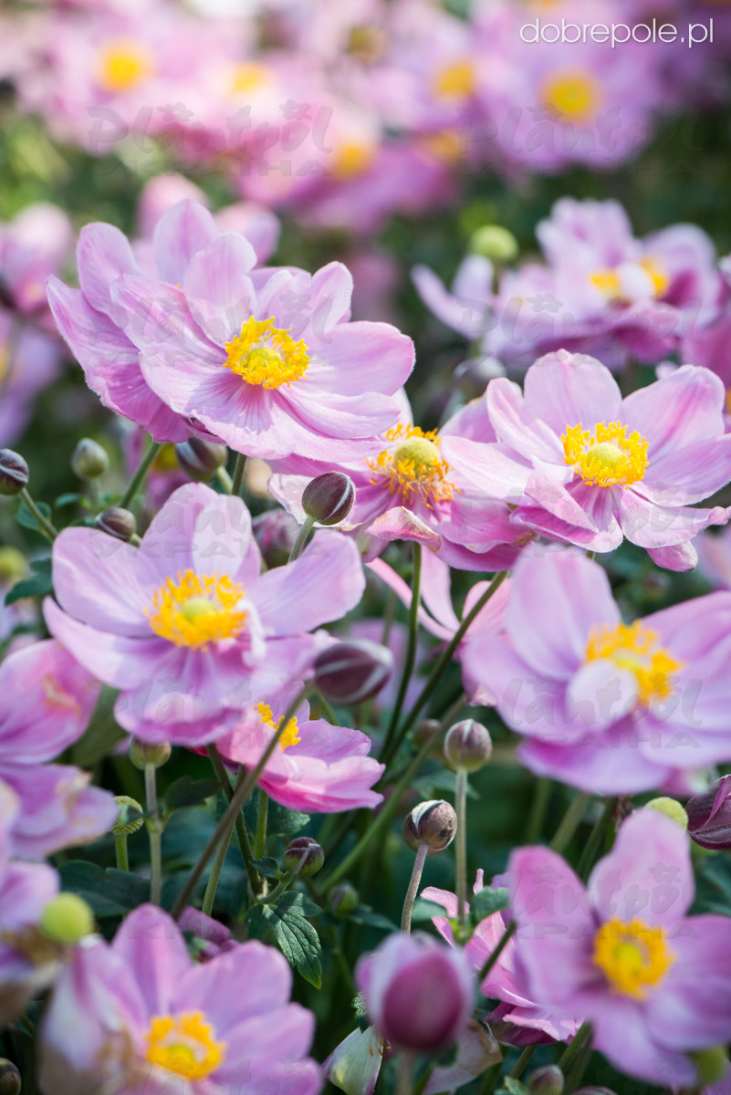 Анемона Little Breeze Pink (Vitroflora)